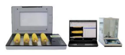 Corn Ear and Kernel Analysis System (Image Processing)