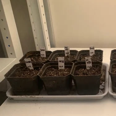 Speed Breeding Room