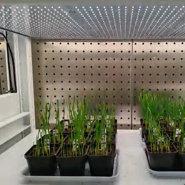 Seedling Nursery Growth Room