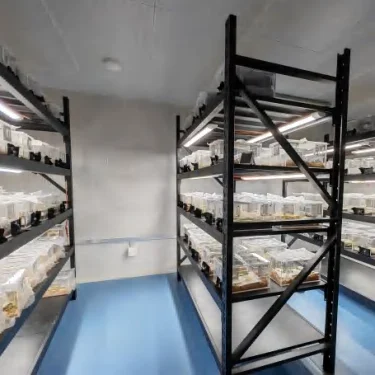 Insect Rearing & Entomology Room