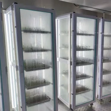 Vernalization / Cold Treatment Room