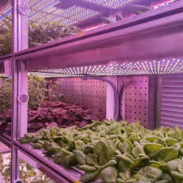 Indoor Vertical Plant Factory