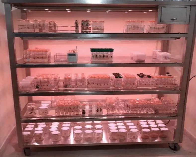 Growth lighting Cabinet