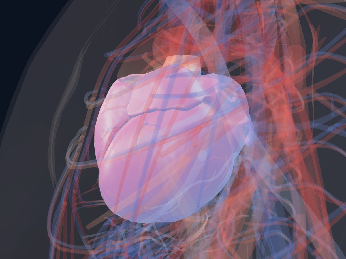 Blood-flow simulation in Human Anatomy 3D: red waves in the arteries and blue waves in the veins around the heart