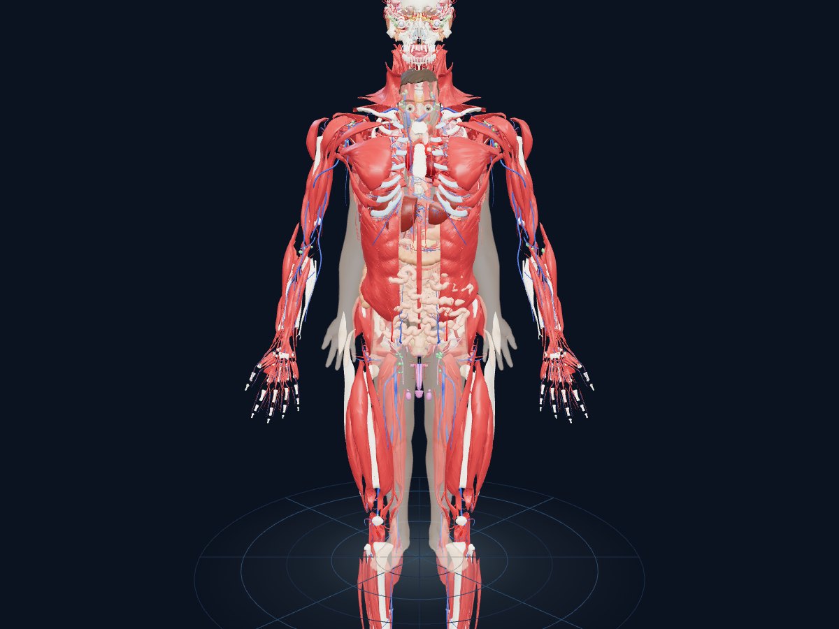 Human Anatomy 3D: the complete male body in exploded view, with the structures moved apart