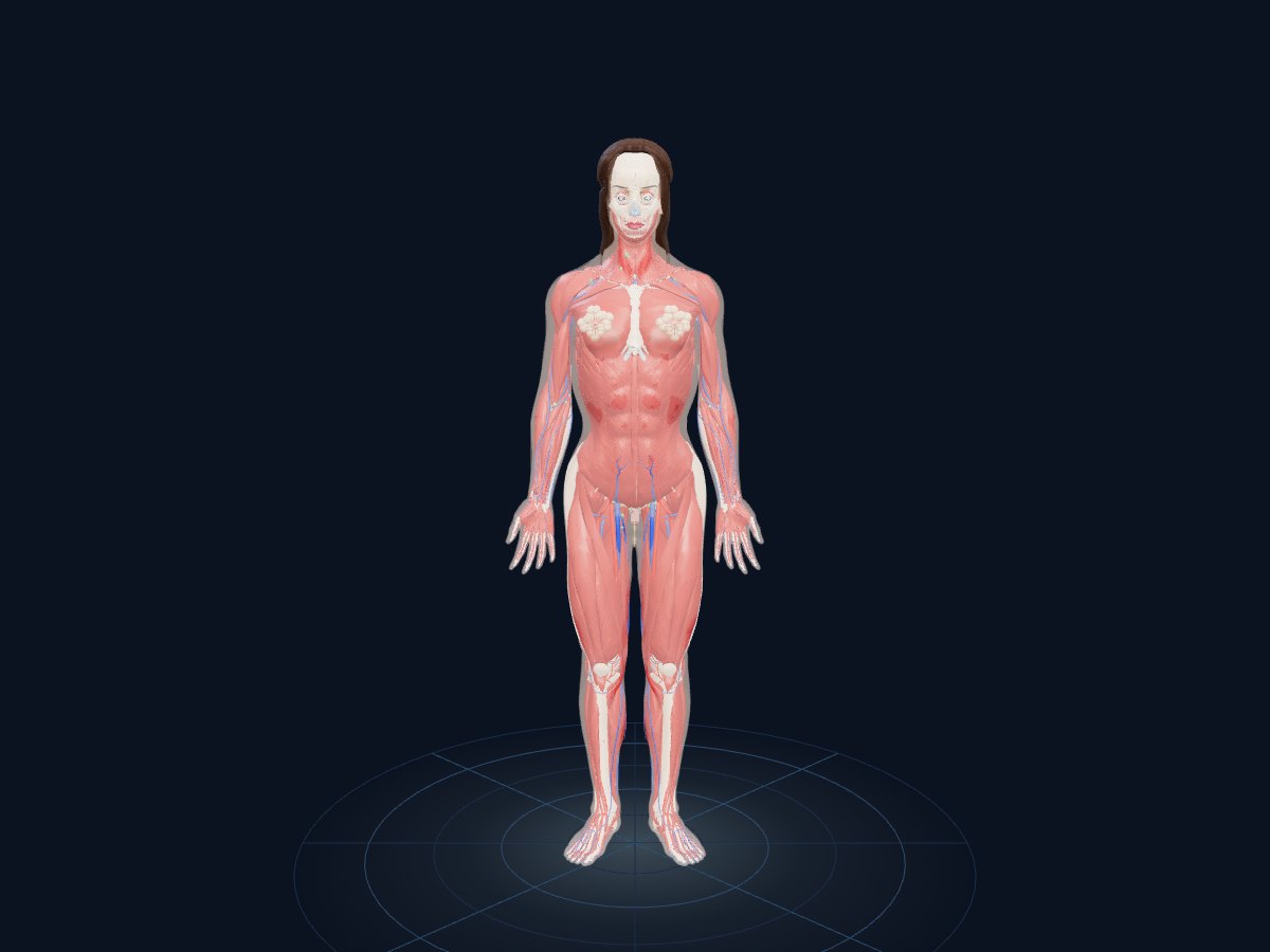 The complete female body in Human Anatomy 3D