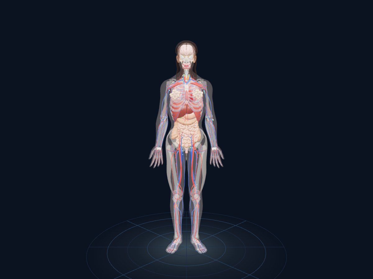 Female organs in Human Anatomy 3D