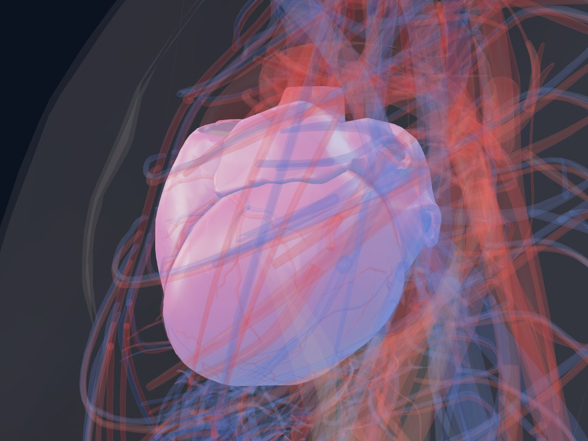 A guided lesson in Human Anatomy 3D on the heart and blood flow, with the heart chambers highlighted