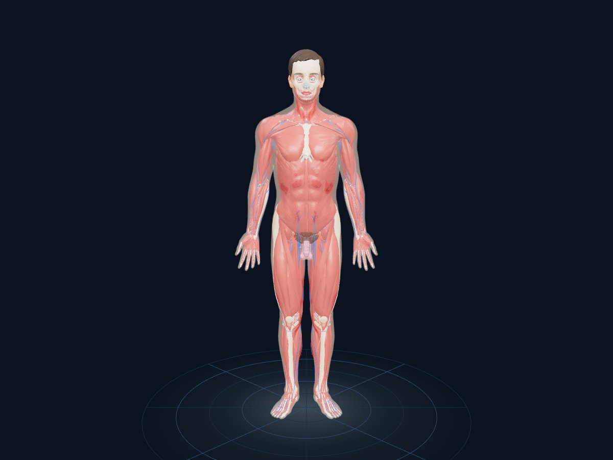 The complete male body in Human Anatomy 3D