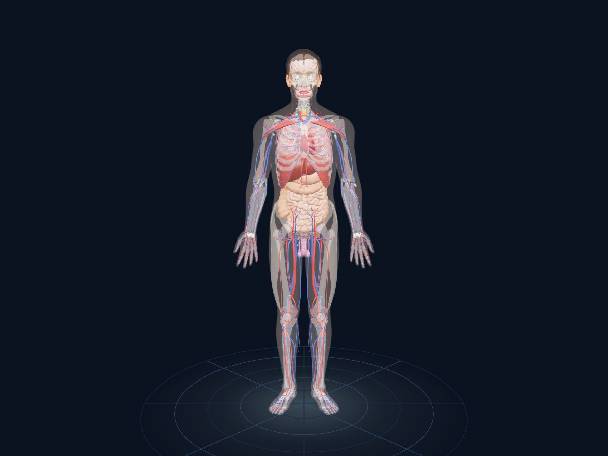 The organs view of Human Anatomy 3D