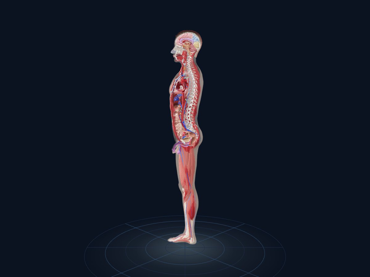 A sagittal section through the body in Human Anatomy 3D