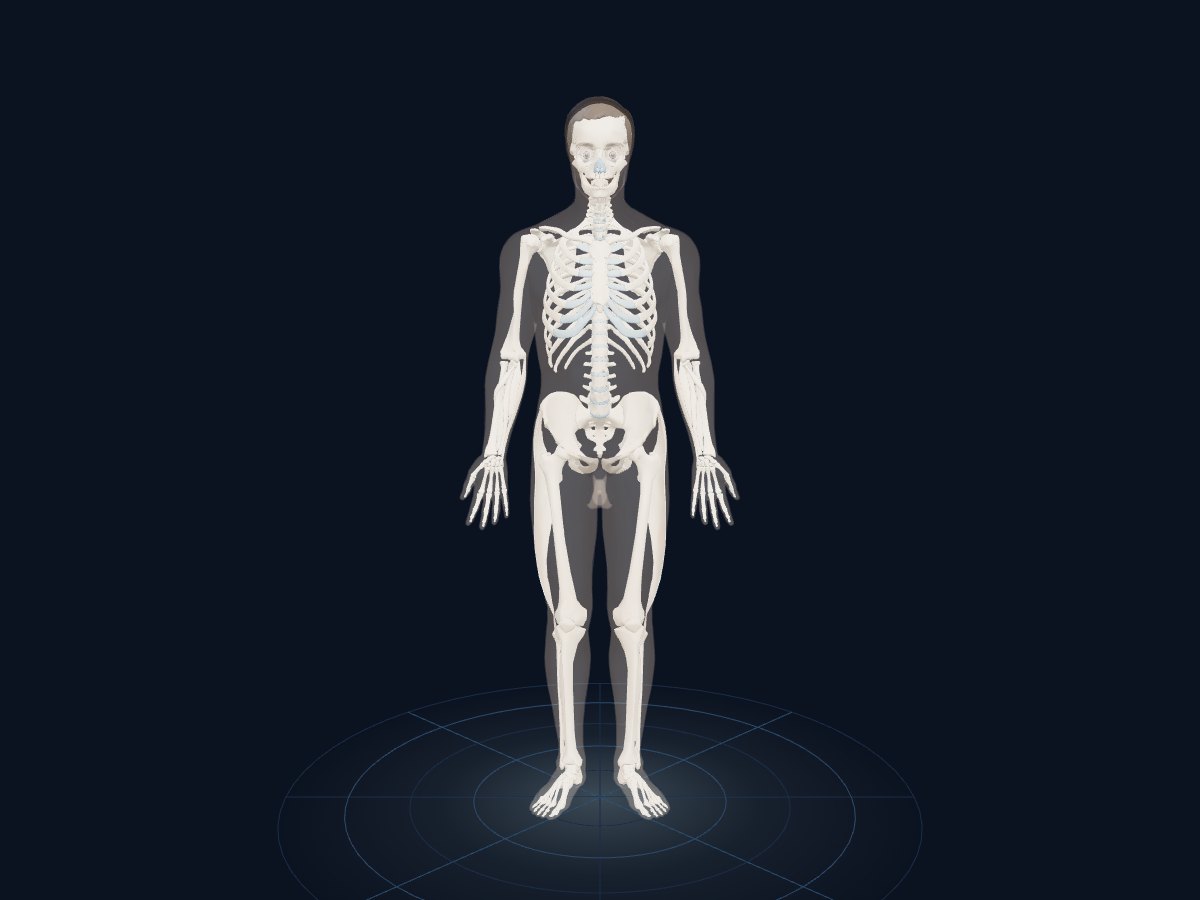 The skeleton of the male body in Human Anatomy 3D