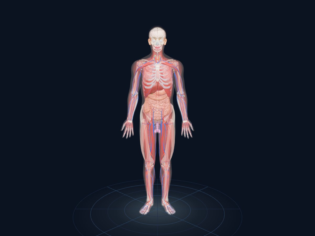 Human Anatomy 3D in X-ray mode, with the skin and muscles transparent